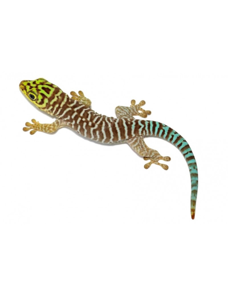 Phelsuma standingi