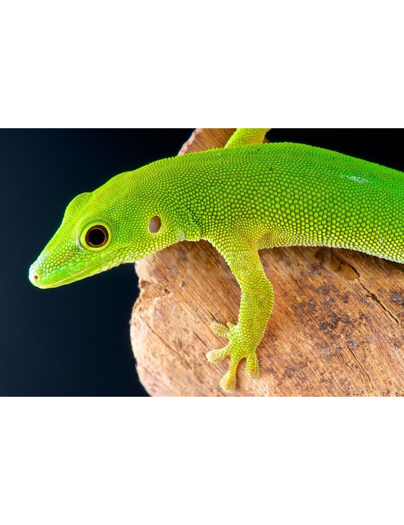 Phelsuma parkeri