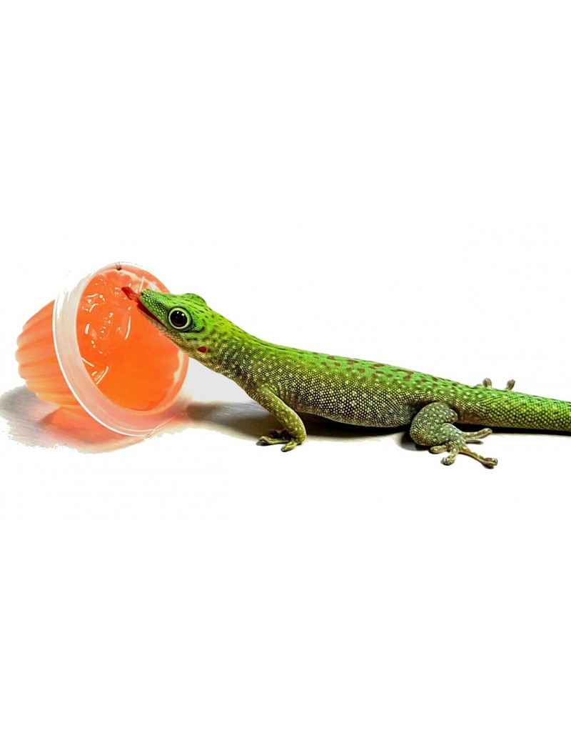 Phelsuma kochi