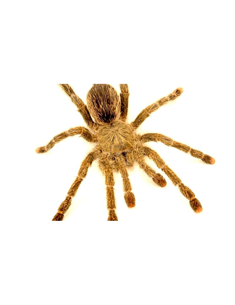 Avicularia aurantiaca