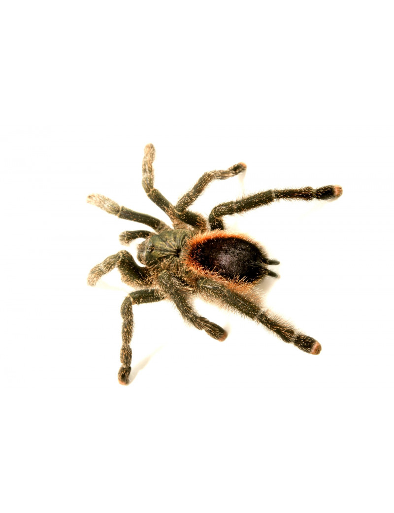 Avicularia urticans