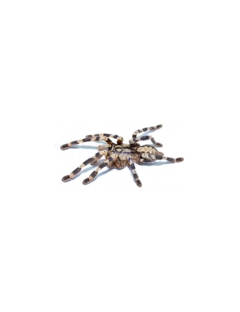 Poecilotheria hanumavilasumica