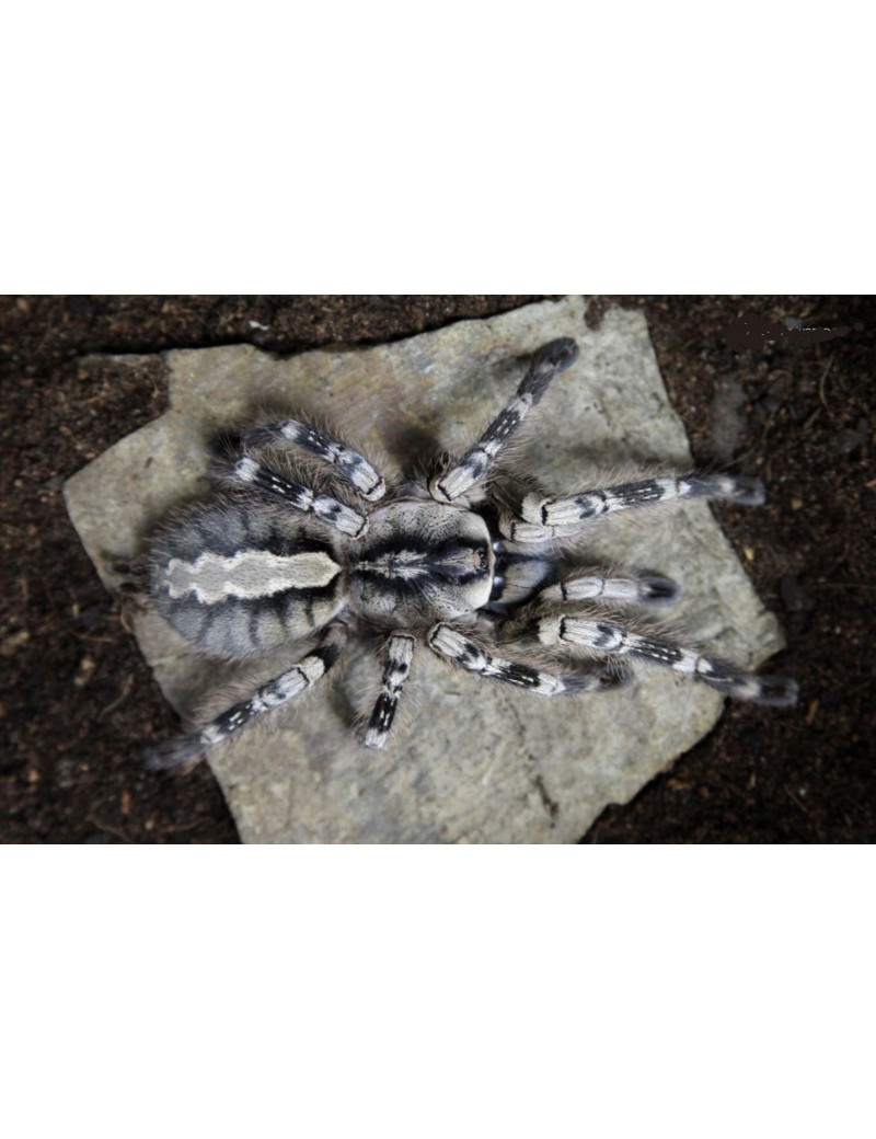 Poecilotheria vittata