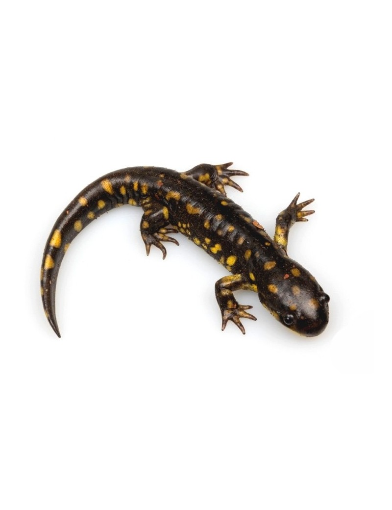 Ambystoma tigrinum