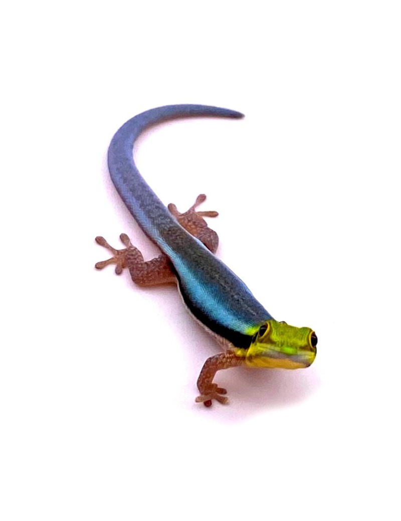 Phelsuma klemmeri