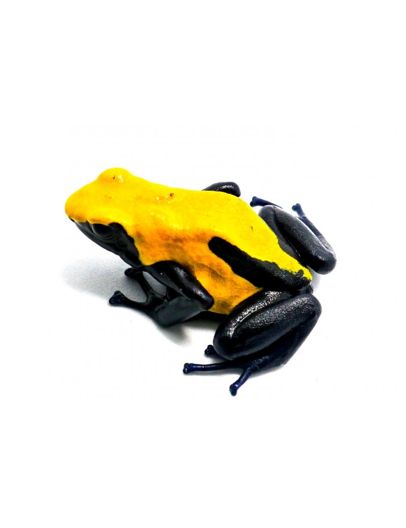 Dendrobates tinctorius citronella