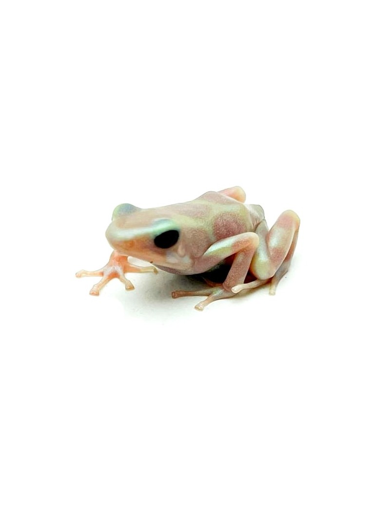 Dendrobates auratus albino