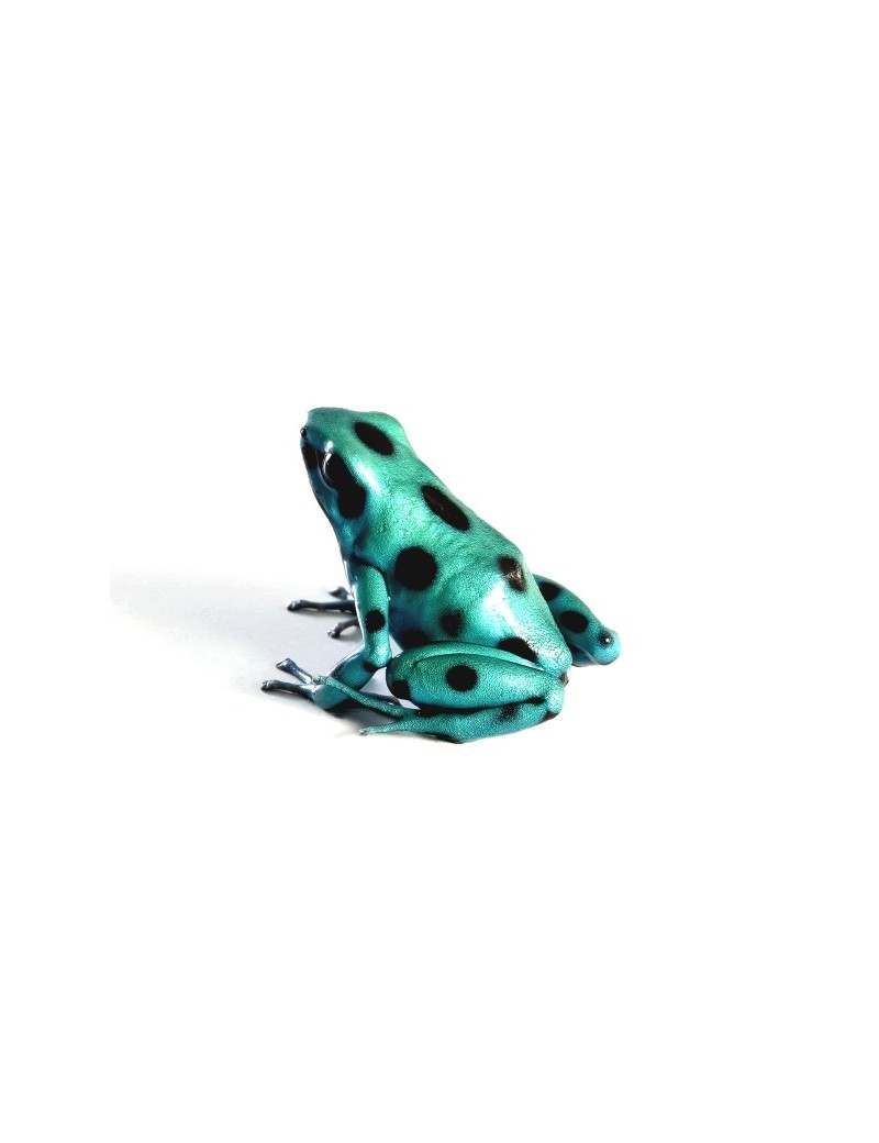 Dendrobates auratus Microspot