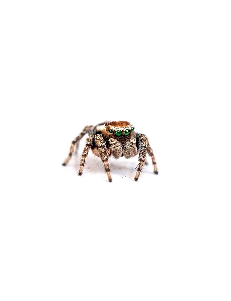 Phidippus regius