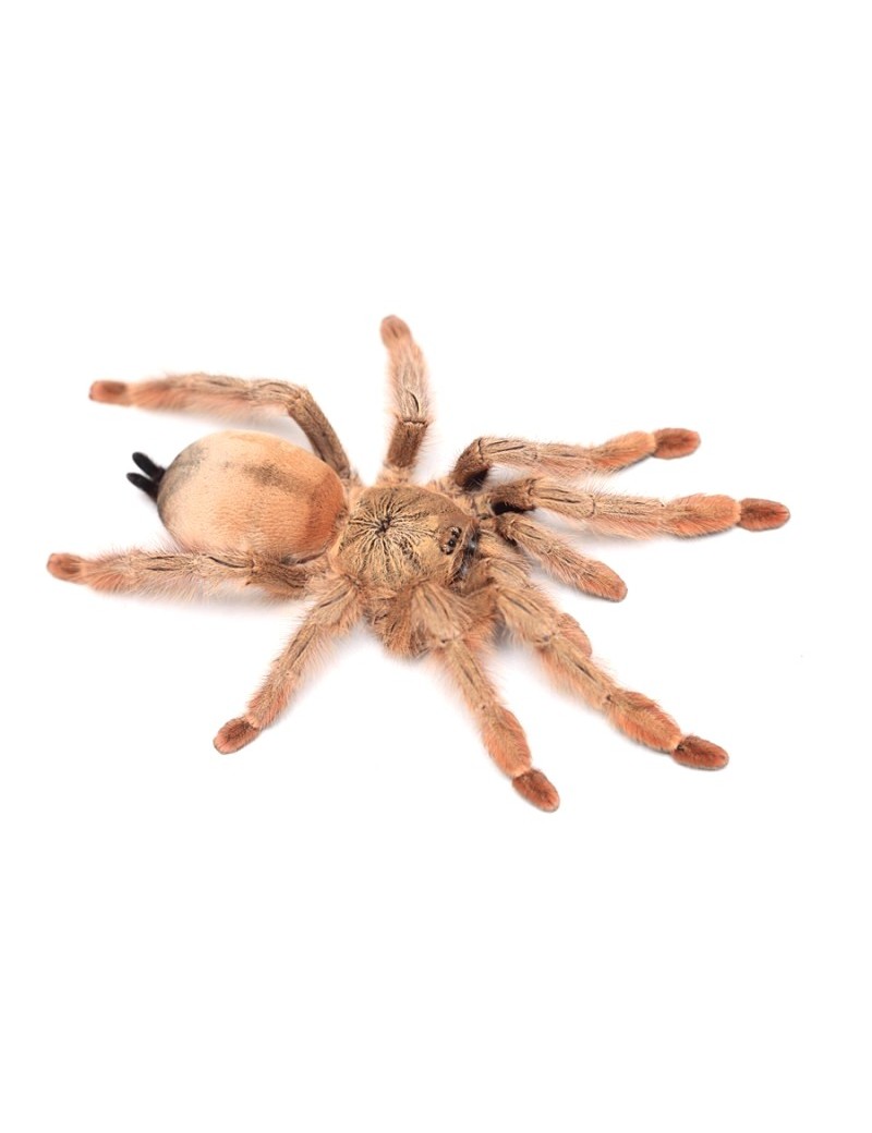 Psalmopoeus pulcher