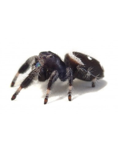 Araignée sauteuse Royale - Phiddipus regius phiddi Florida L5/L6 ♀