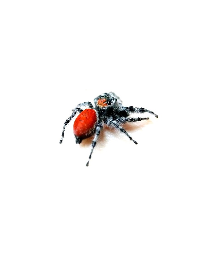 Phidippus adumbratus