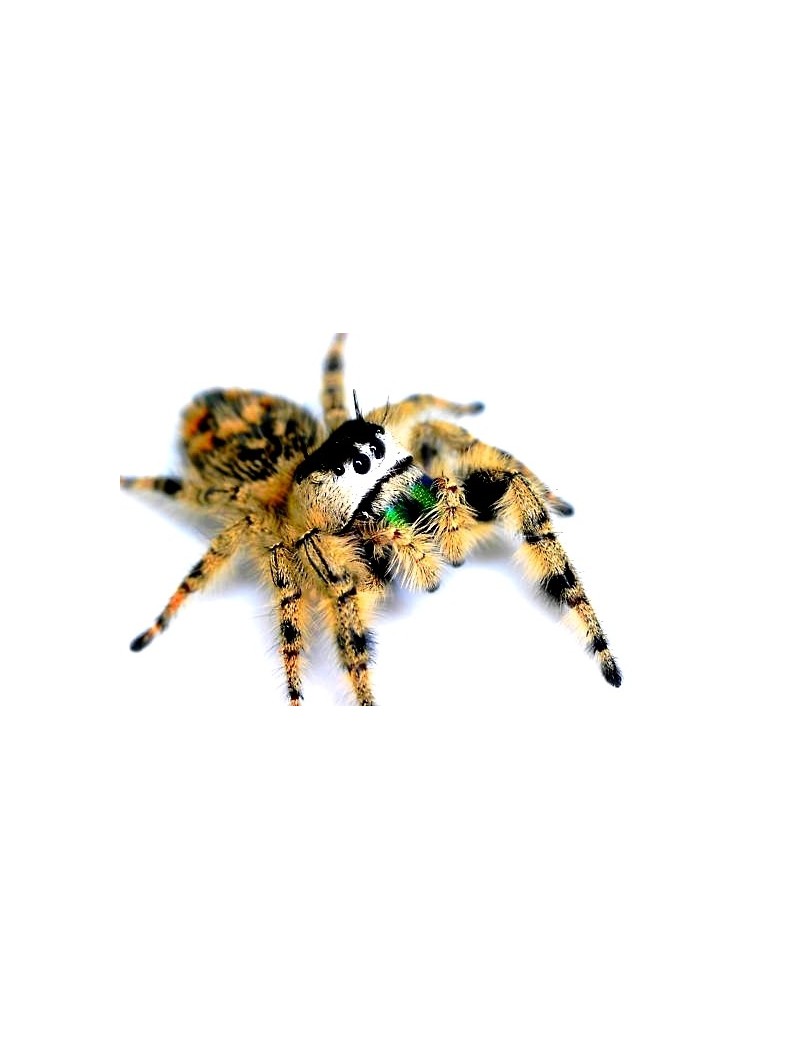 Phidippus otiosus