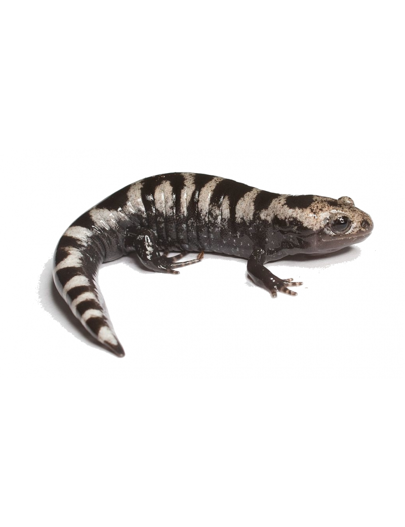 Ambystoma opacum