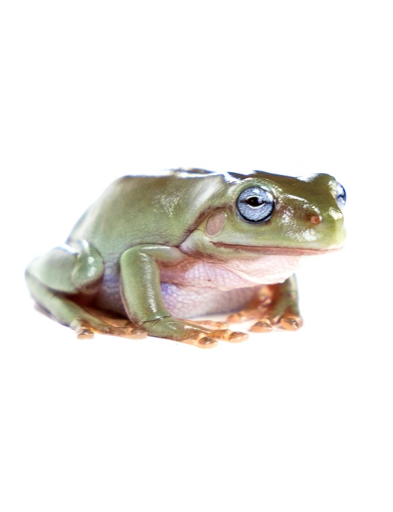 Litoria caerulea blue eyes