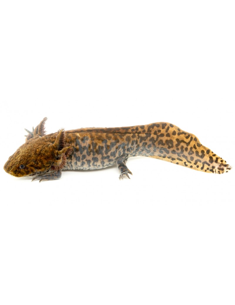 Ambystoma andersoni