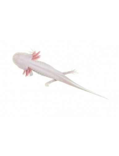 Axolotl leucistic albinos