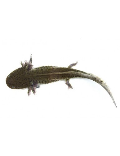 Axolotl noir