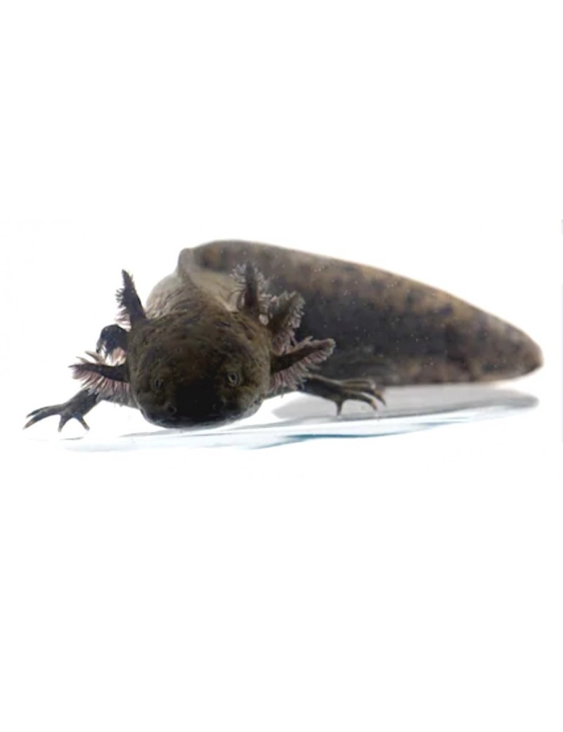 Axolotl noir