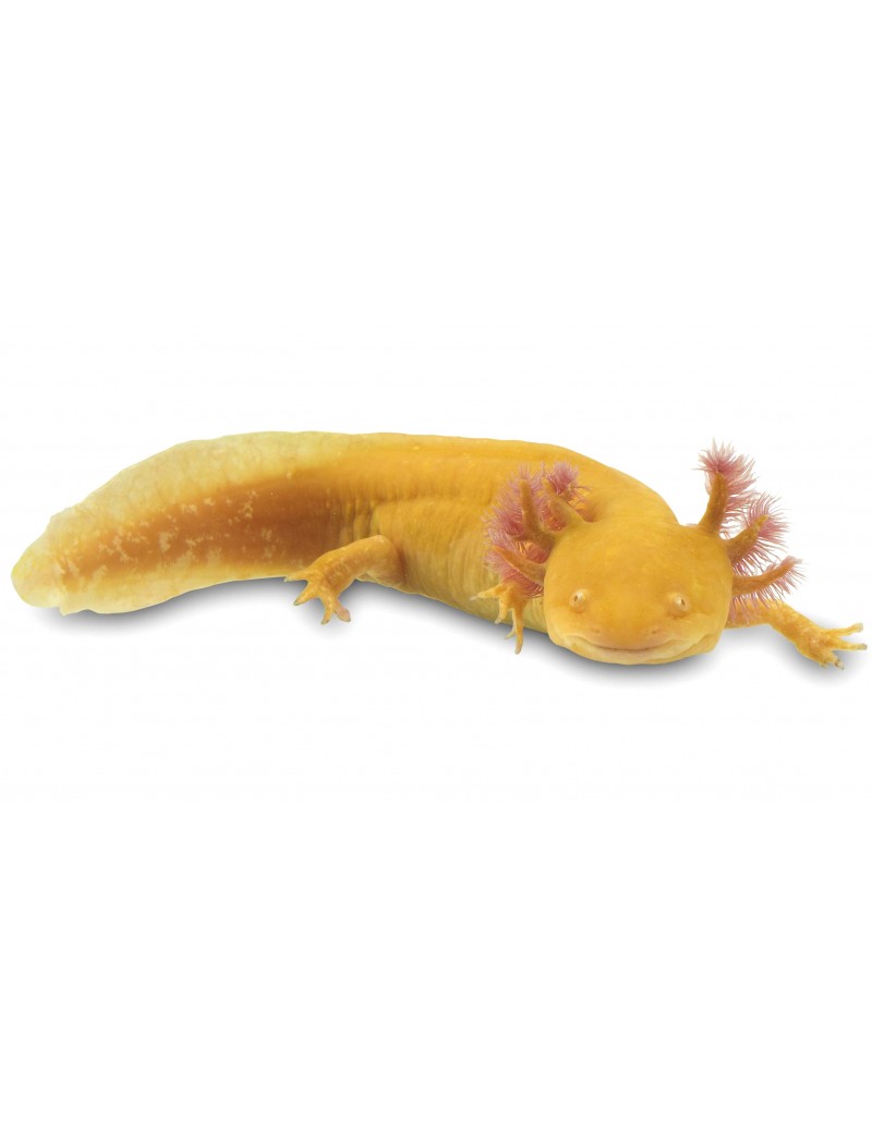 Axolotl gold