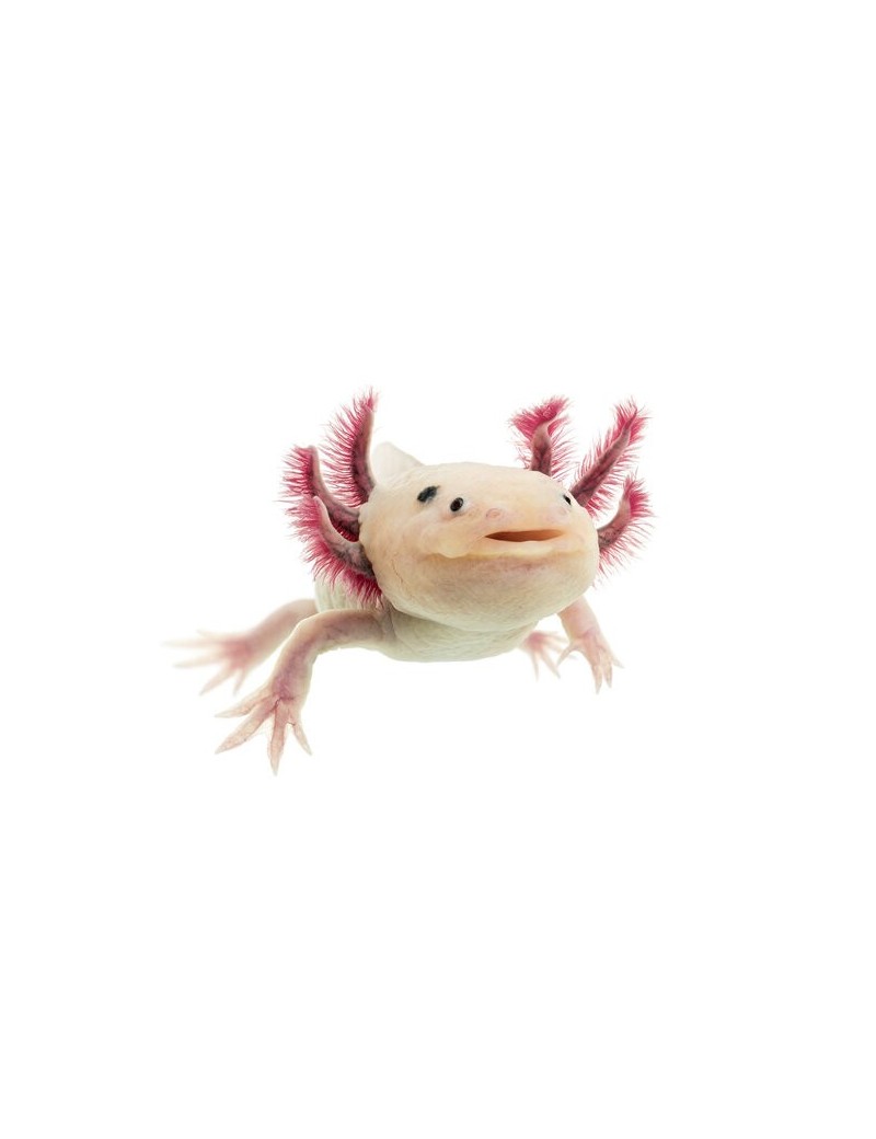 Axolotl leucistic albinos