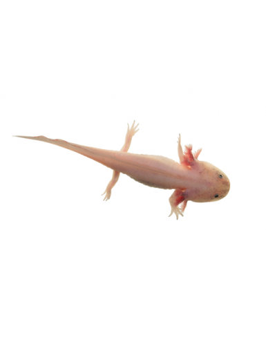 Axolotl leucistic albinos