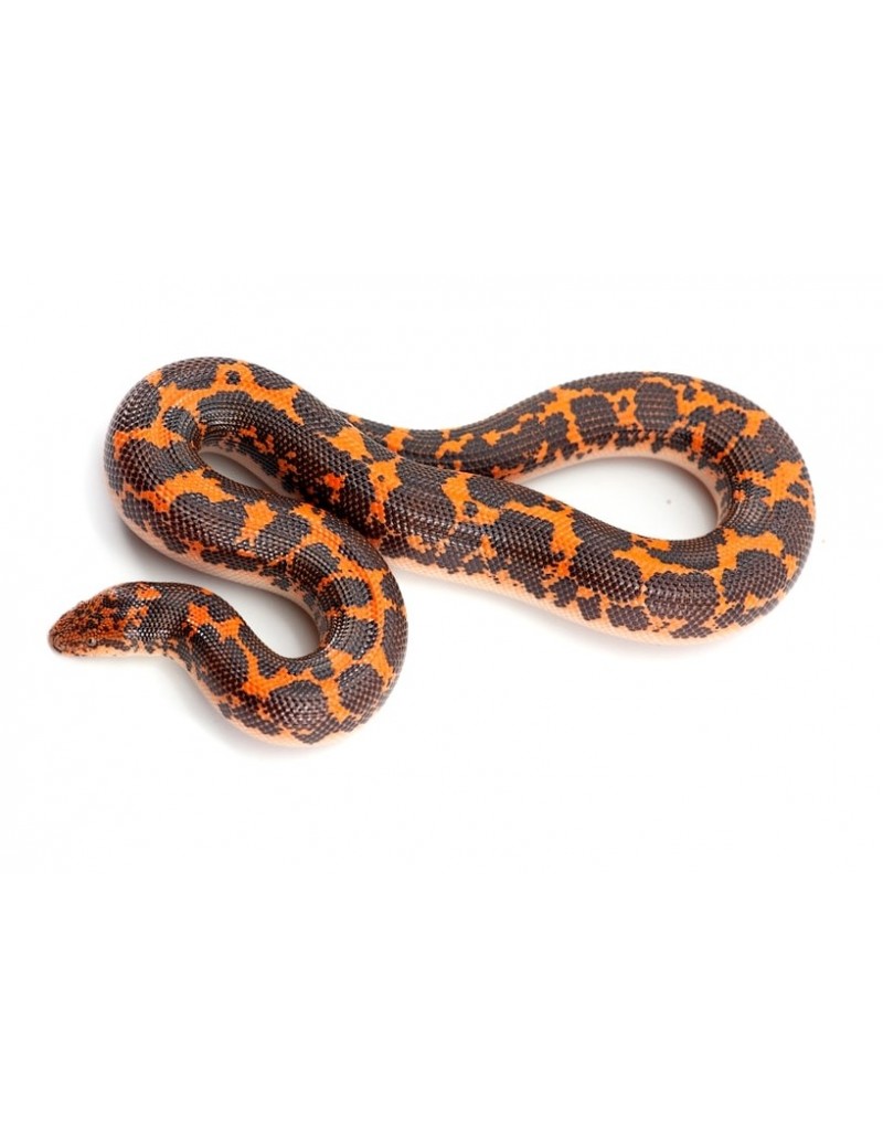 Gongylophis colubrinus