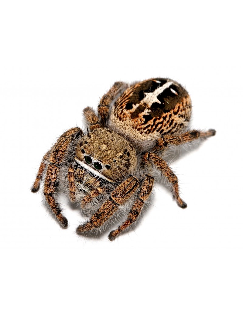 Phidippus texanus