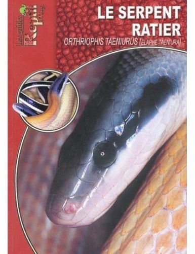 Le serpent ratier (Orthriophis taeniurus)