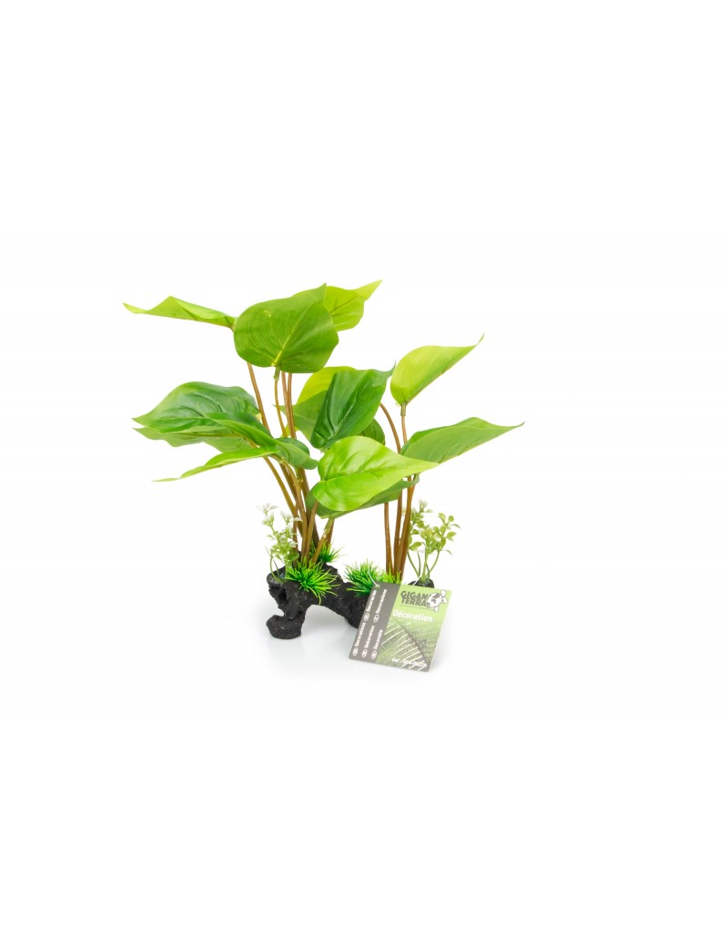 Plante sur pied 229 Giganterra