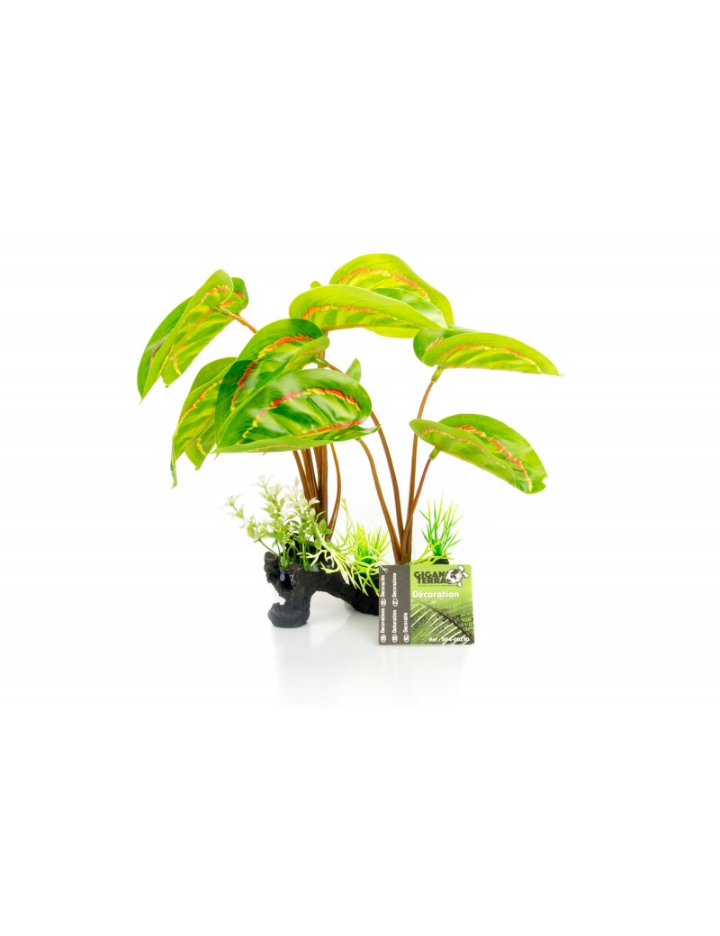 Plante sur pied 230 Giganterra