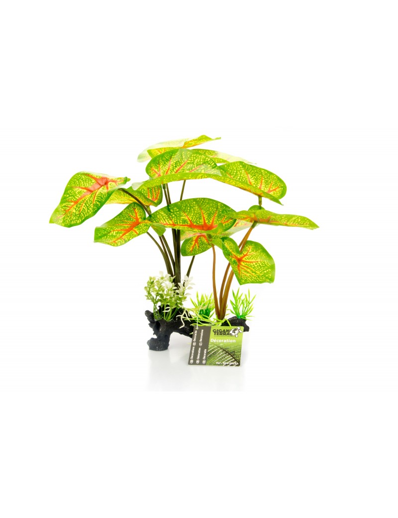 Plante sur pied Caladium Giganterra