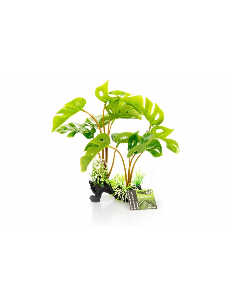 Plante sur pied Philodendron Monstera Deliciosa Giganterra