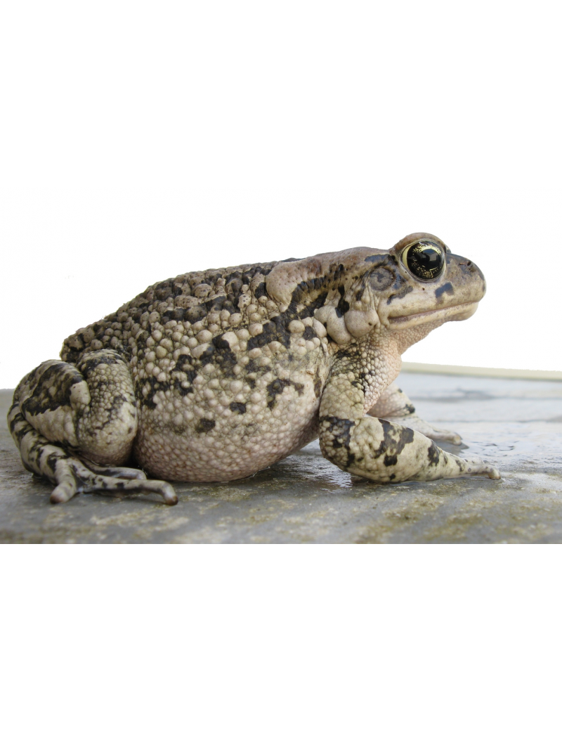 Bufo regularis