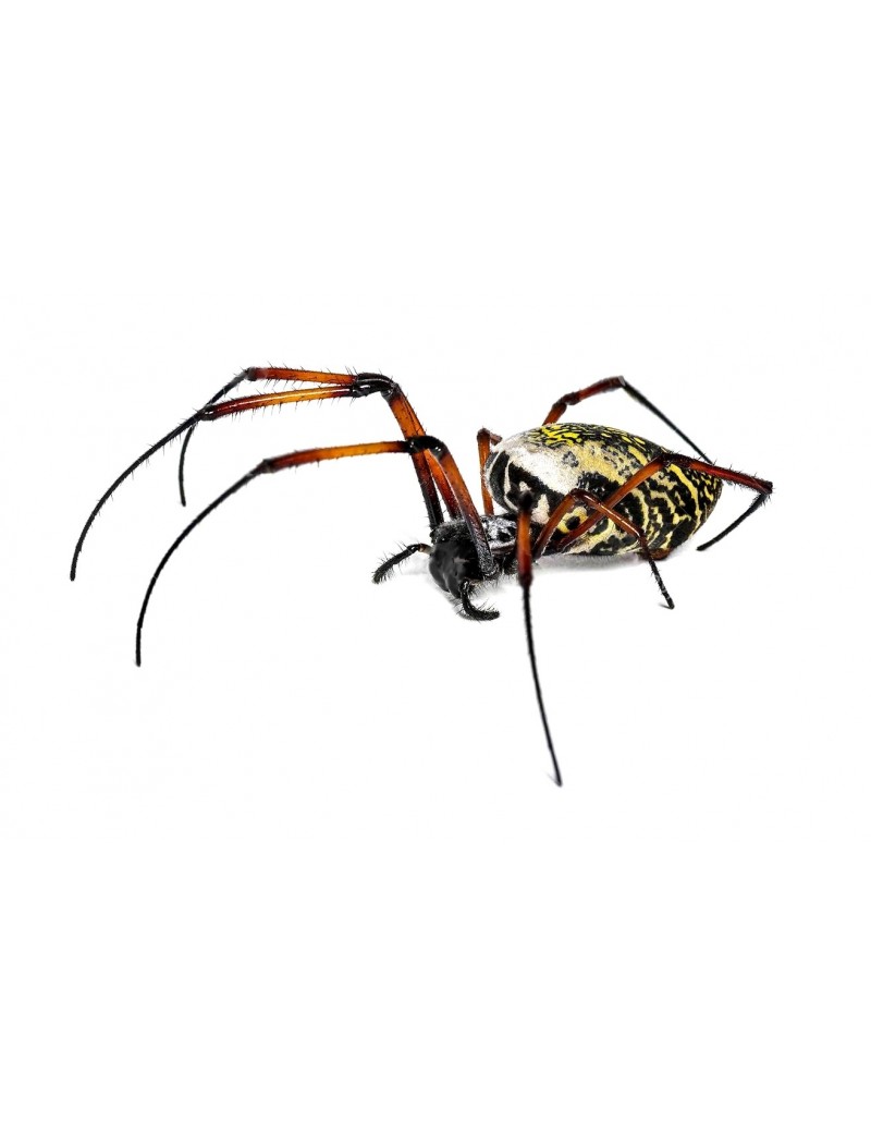 Nephila inaurata