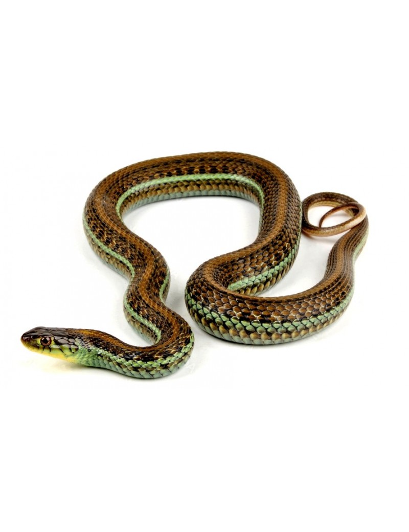 thamnophis eques scotti