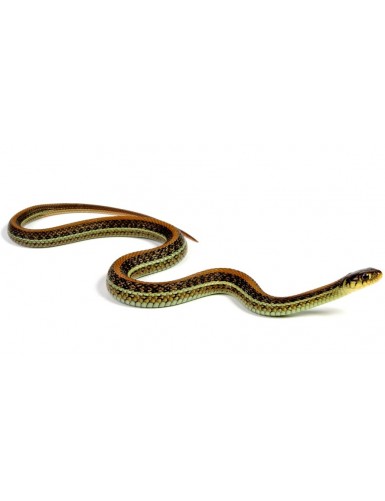 thamnophis eques scotti