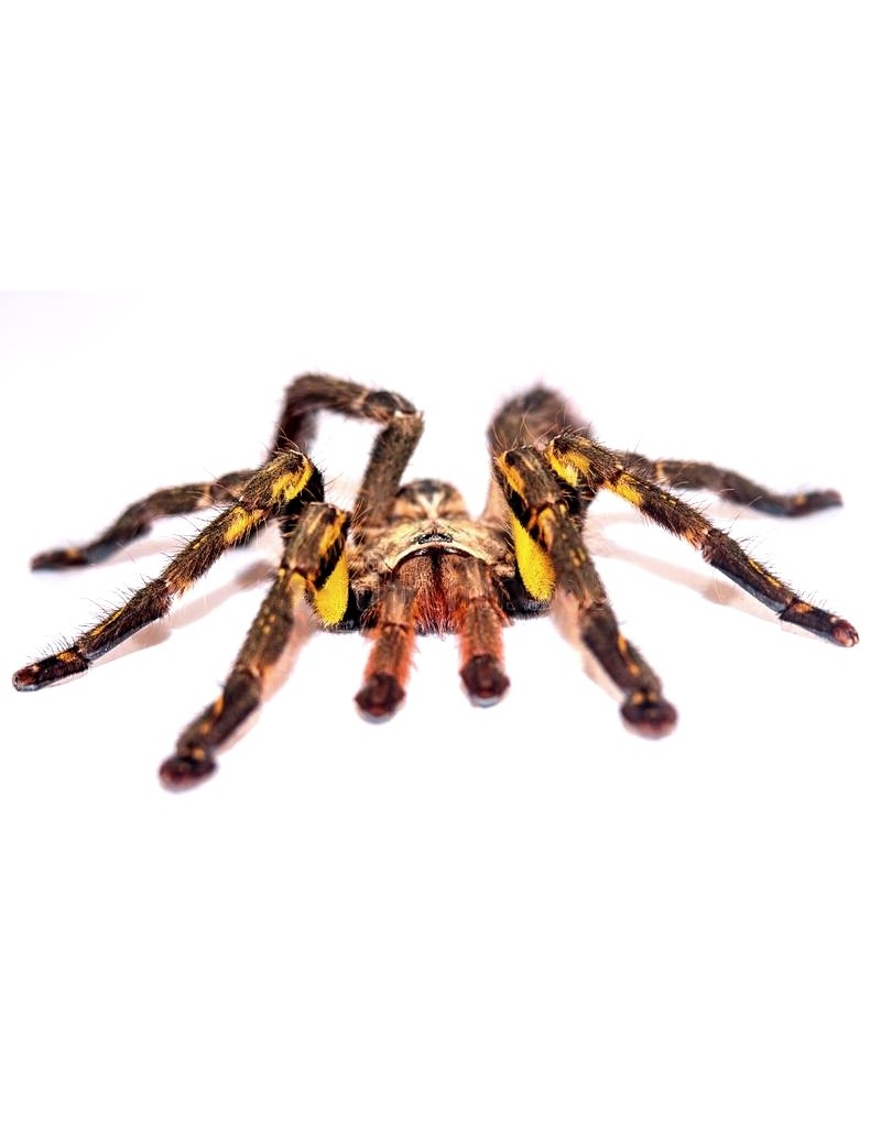 Poecilotheria ornata