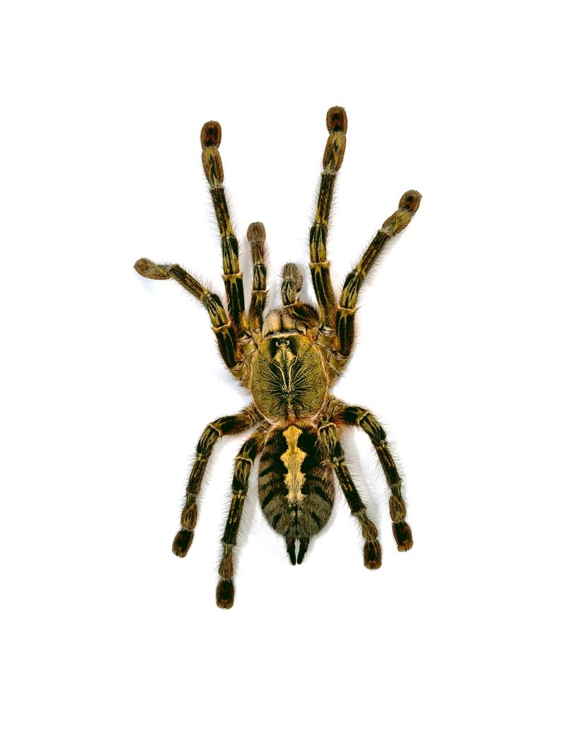 Poecilotheria rufilata