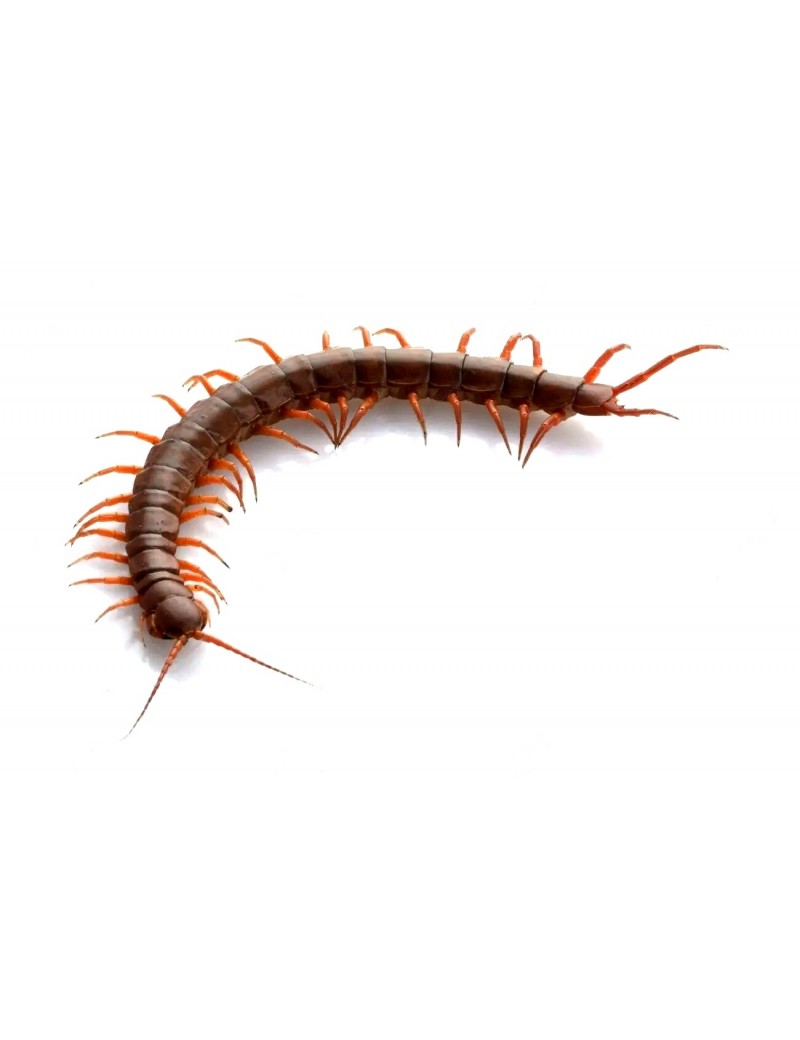 Scolopendra subspinipes