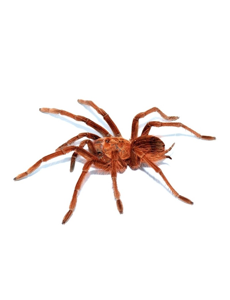 Theraphosa apophysis