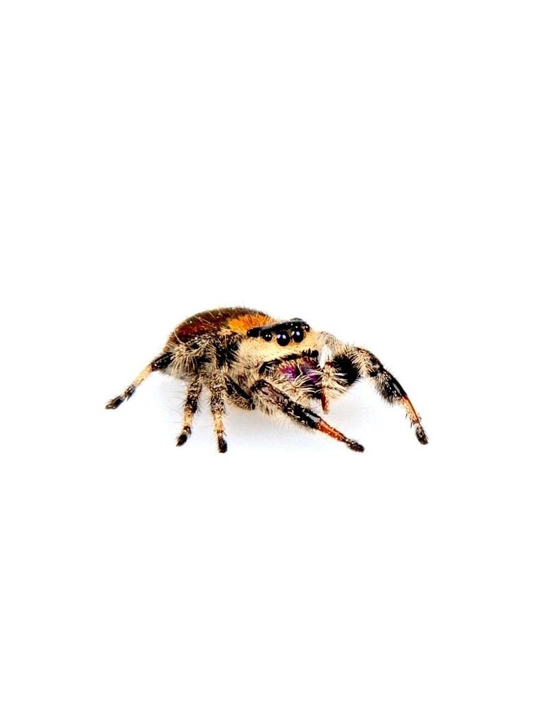 Phidippus regius isla Juventud