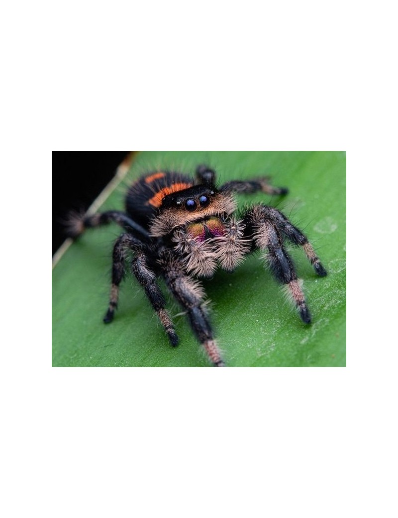 Phidippus regius dos gardenas