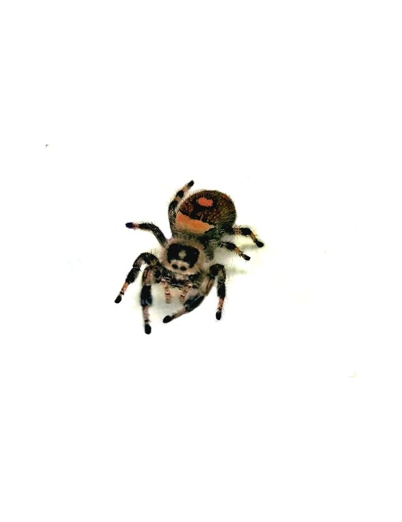 Phidippus regius rastafari