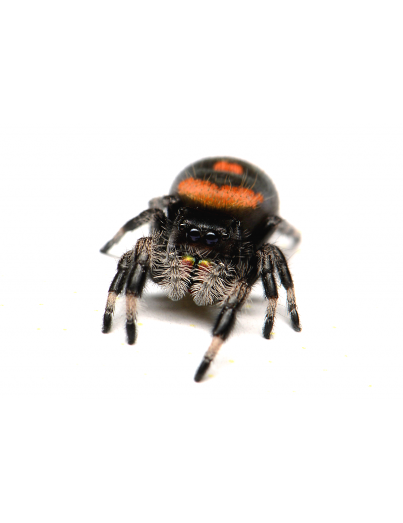 Phidippus regius soroa