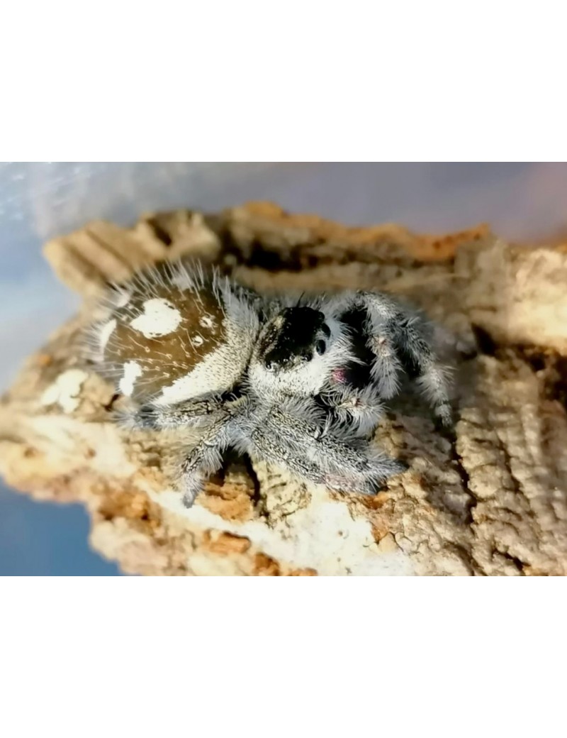 Phidippus regius Bahamas