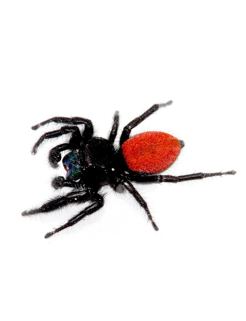 Phidippus johnsoni