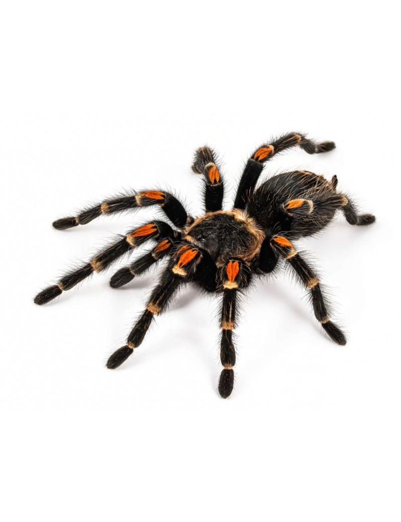 Brachypelma auratum