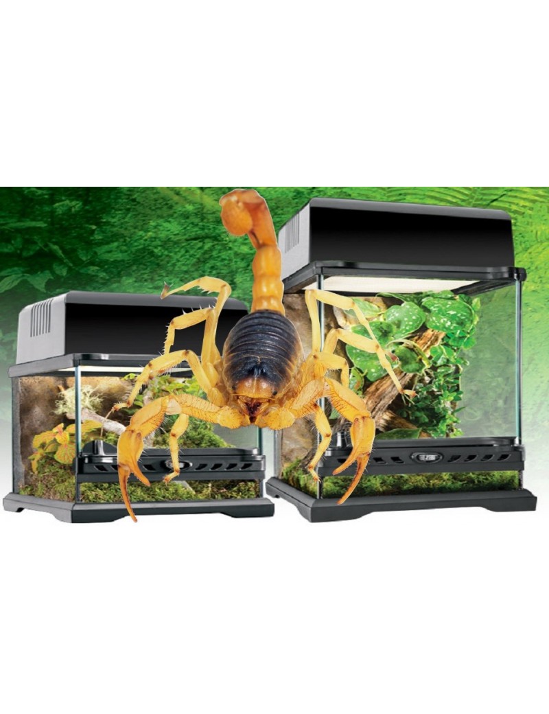 Kit terrarium scorpion tropical