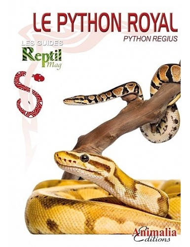 Le Python Royal (Python regius)